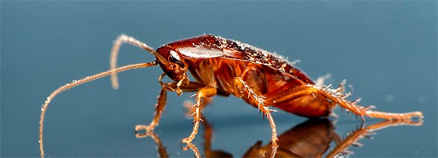 почему тараканы боятся света